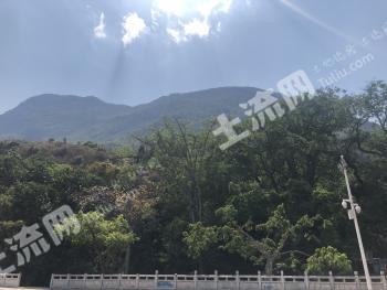 玉溪澄江县 33亩 有林地 经营权转让