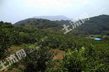 绍兴诸暨市 650亩 果园 经营权转让