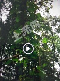 哈尔滨木兰县 420亩 有林地 经营权转让