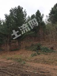 鸡西鸡东县 1027亩 有林地 经营权转让