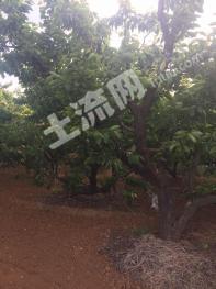 烟台芝罘区 3亩 果园 经营权转让