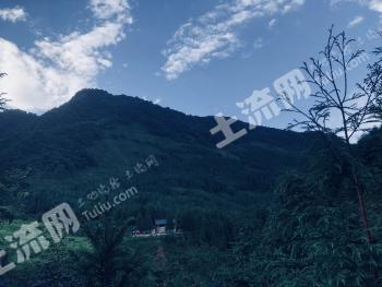 雅安荥经县 1600亩 有林地 经营权转让
