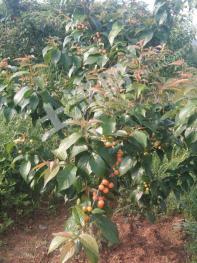 黄石大冶市 150亩 农场 经营权转让