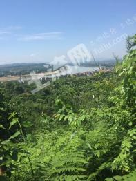 益阳资阳区 20亩 灌木林地 经营权出租