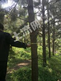 钦州钦北区 870亩 松树林地 经营权转让