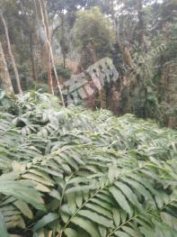 文山马关县50亩其它耕地经营权转让