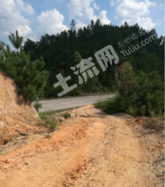 广东梅州大浦县3000亩林地对外寻求经营权合作