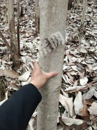 绵阳平武县 700亩 有林地 经营权转让