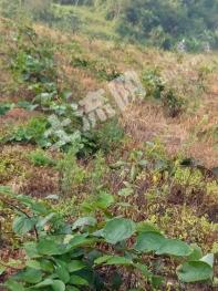 遵义务川仡佬族苗族自治县 500亩 果园 经营权转让