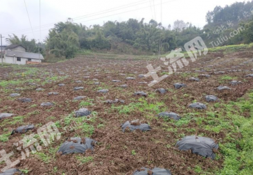 乐山犍为县 40亩 果园 经营权出租