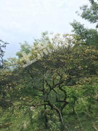 重庆云阳县 1400亩 其它耕地 经营权转让