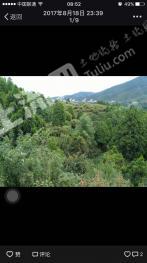 玉溪易门县 60亩 有林地 经营权转让