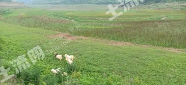 荆州松滋市 300亩 有林地 经营权转让