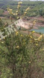 晋城沁水县 3000亩 荒山 使用权出租