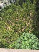 海南樂東黎族自治縣 533平米 宅基地 使用權(quán)出租