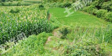 恩施宣恩县 6亩 水田 经营权出租