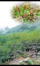 昭通鲁甸县 28亩 其它园地 经营权转让