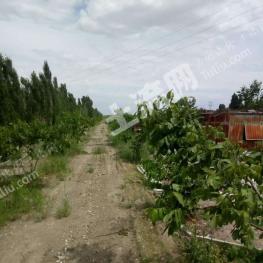 巴音郭楞和硕县 428亩 有林地 经营权转让