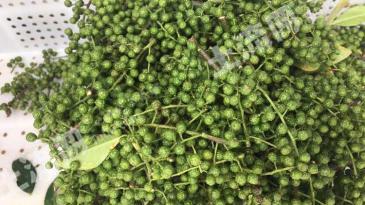 达州渠县 230亩 水浇地 经营权转让