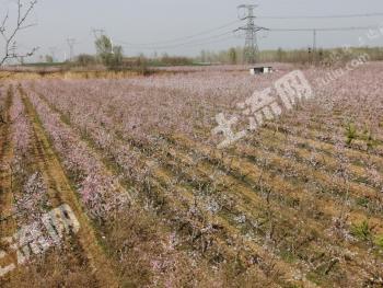 开封尉氏县 650亩 人工牧草地 经营权转让