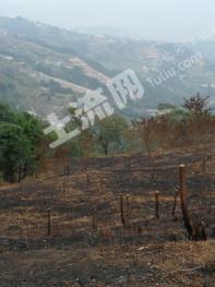 德宏陇川县 220亩 乔木林地 经营权转让