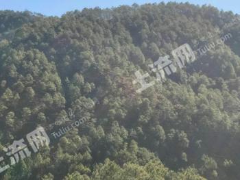 丽江宁蒗彝族自治县 500000亩 有林地 经营权转让