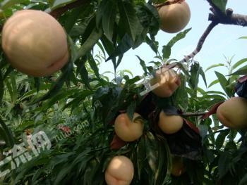 信阳潢川县 83亩 果园 经营权转让