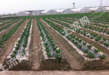 台州仙居县 170亩 蔬菜大棚地 经营权出租或转让