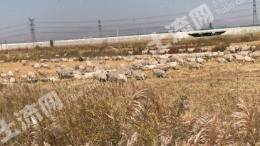 石嘴山平罗县 5000亩 水浇地 经营权出租