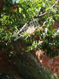 攀枝花米易县 50亩 果园 经营权转让