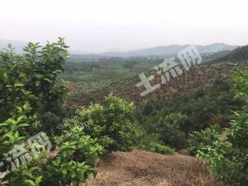 清远阳山县350亩园地-果园经营权转包