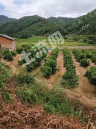 吉安新干县 100亩 果园 转让