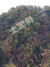 通化集安市 3000亩 其它林地 经营权转让