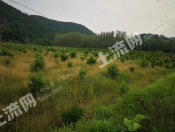 绵阳盐亭县 800亩 果园 经营权转让