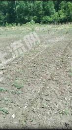 吉林蛟河市 1250亩 农场 使用权转让