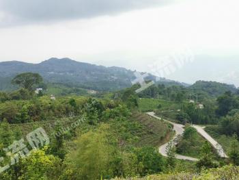云南德宏盈江 270亩 有林地 经营权转让