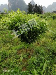 桂林平乐县23亩果园经营权转让