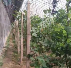 葫芦岛连山区 240亩设施农业经营权转让或合作