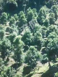 德宏芒市 83亩 有林地 经营权转让