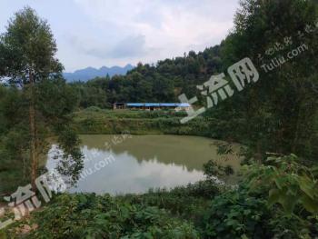 河源龙川县1300亩有林地经营权转让