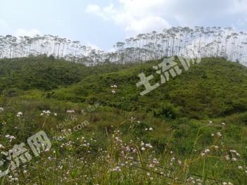 河源龙川县4000亩有林地经营权转让