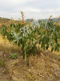 百色隆林各族自治县750亩果园经营权转让