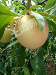 济南平阴县100亩果园经营权出租