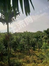 屯昌坡心镇 80亩 有林地 经营权转让