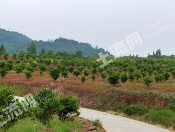 南充仪陇县 600亩 果园 经营权出租
