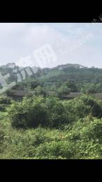 肇庆德庆县 600亩 综合养殖用地 经营权转包