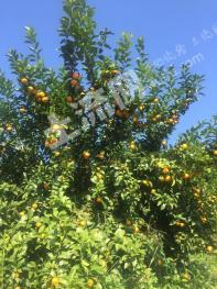 广东河源连平隆街镇 130亩 果园 经营权转让