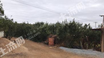 阜新阜新蒙古族自治县107亩其它林地经营权转让