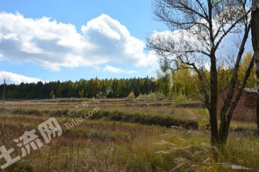 大同  左云县 5000亩 有林地 经营权转让