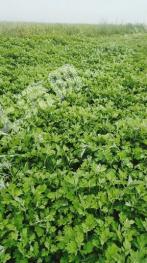 白银会宁县 1000亩 旱地 经营权出租